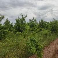 زمین-باغ-و-باغچه