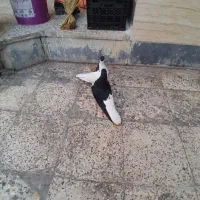 طوق سیاه بی کاکل گمشده