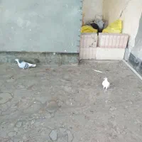 کفتر برشی|پرنده|جلگه رخ, |دیوار