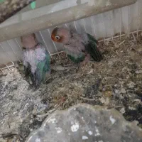 دوتا جوجه کتوله سبز