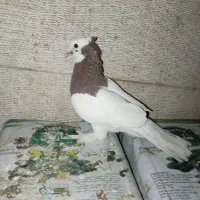 4تا کفتر زرد بهبونی،طوق سرخ،بزک پلاکی،سیاه پلاکی|پرنده|شیراز, باهنر|دیوار