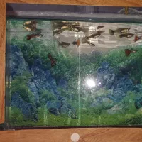 ماهی گوپی درجه یک|ماهی|مرند, |دیوار