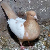 طوقی|حراج|رفسنجان, |دیوار