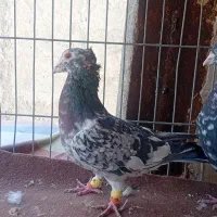 دوتا سار کاکولی نر و یک مامی کرمانی نر|پرنده|مشهد, فریزی|دیوار