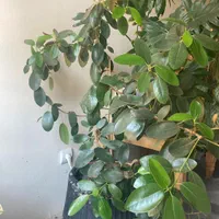 گل و گیاه|گل و گیاه طبیعی|تهران, جمال‌زاده|دیوار