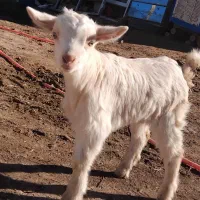 بزغاله نر سانا