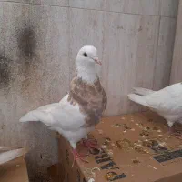 ستا ماده درجه یک|پرنده|شاهینشهر, مسکن مهر|دیوار