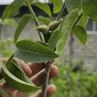 گردو فرنور و چندلر پاکوتاه تنه قوی درجه ۱ روی بار