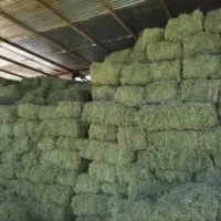 فروش یونجه. تنی. بسته شده