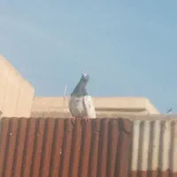 کبوتر پرشی|پرنده|فردیس, فردیس|دیوار