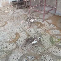 جوجه بوقلمون