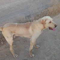 پژدر|سگ|دیواندره, |دیوار