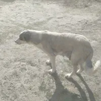 سگ ماده|سگ|گنبد کاووس, |دیوار