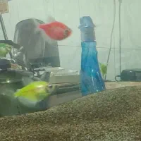 ماهی تعاونی