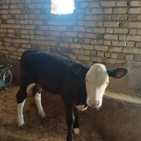 یک عدد گاوشیری|حیوانات مزرعه|قیدار, |دیوار