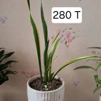 گل آپارتمانی کاملاسالم فروشی