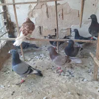 سبز درجه یک