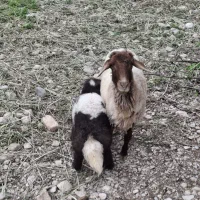 میش و بره درجه یک