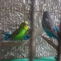 پرنده