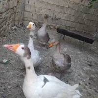 غاز و قو غاز و بوقلمون