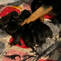 روتوایلر|سگ|تهران, زعفرانیه|دیوار