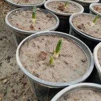 پیاز گل نرگس و ریشه نعنا