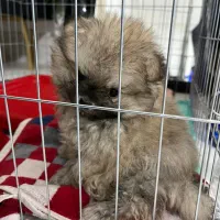 سگ پامرانین