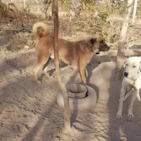 سگ پژدر. سرابی