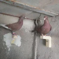 کفتر کبوتر سرخ قره سرخ بی نظیر