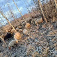 فوضولات حیوانی