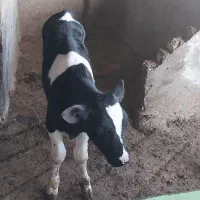 گوساله نر و ماده ۴۰ روزه|حیوانات مزرعه|تربتحیدریه, آسایش|دیوار