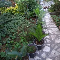 فروش سیکاس