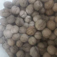 گردوی امسال درجه یک