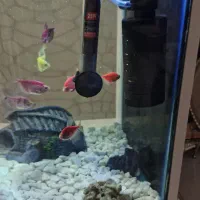 فروش آکواریوم با وسایل کامل همراه ماهی