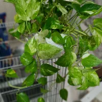 گل هویا و پتوس ، پاندانوس