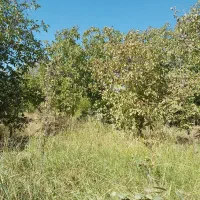 فروش باغ در شهر دالاهو|فروش زمین و ملک کلنگی|اسلامآباد غرب, |دیوار