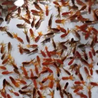 ماهی شب عید توراه|ماهی|پاکدشت, حصار امیر|دیوار