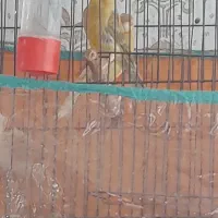 یه جفت قناری نرماده خوب وسرحال