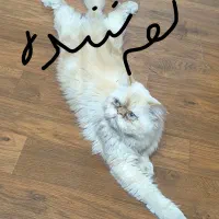 گربه|گربه|فسا, |دیوار