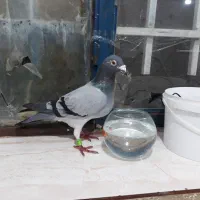 کبوترنرپلاکی مسافتی