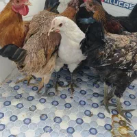 9عدد مرغ عربیی