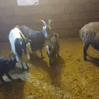 بز و بزغاله|حیوانات مزرعه|لواسان, |دیوار