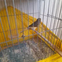 قناری درجه یک قرص