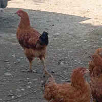 نیمچه مرغ و خروس به رنگ قرمز