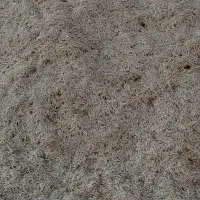 کاه وکلش  گندم ریگی