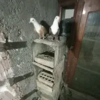 کبوتر رنگی|پرنده|سبزوار, امیر کبیر|دیوار