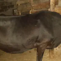 فروش گاو دورگه اصیل|حیوانات مزرعه|توتکابن, |دیوار