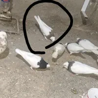 کبوتر طوقی|پرنده|جوین, |دیوار