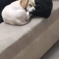 یک عدد شیتزو اشپیتز