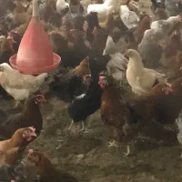 ۲۰۰ عدد مرغ تخم گذار گلپایگان|حیوانات مزرعه|مهدی شهر, |دیوار